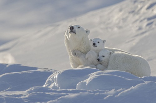 XV Международный форум "Арктика: настоящее и будущее" имени А. Н. Чилингарова
